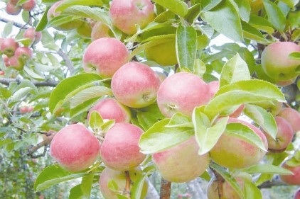 Amasya elmasının genetik haritası çıkarılacak