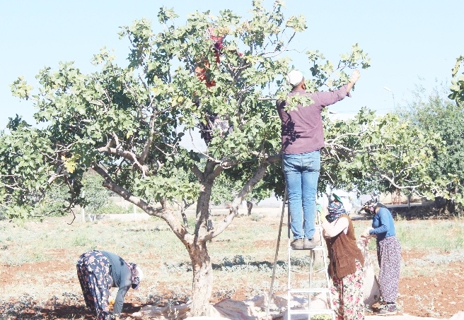 'Boz' fıstık hasadı başladı