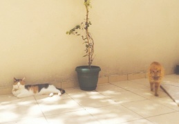 "Hayvanları cümle arası ayrıntılara kurban ediyorlar"