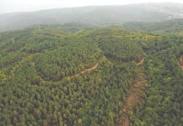 "Türkiye'de 780 bin hektarlık alan sadece kâğıt üzerinde orman"