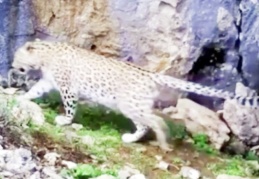 Anadolu Leoparı bu kez Antalya'da ortaya çıktı!
