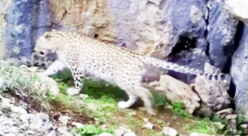 Anadolu Leoparı bu kez Antalya'da ortaya çıktı!