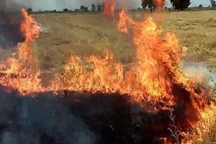 Anız yakanlar dekar başına 60 lira ceza ödeyecek
