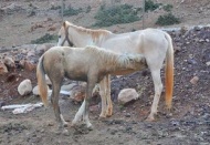 Anne at ile yaralı yavrusunun kavuşma anı duygulandırdı