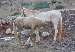 Anne at ile yaralı yavrusunun kavuşma anı duygulandırdı