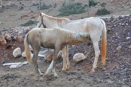 Anne at ile yaralı yavrusunun kavuşma anı duygulandırdı