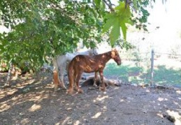 Anne at yararlanan yavrusunun başında bekledi
