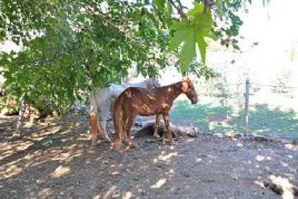 Anne at yararlanan yavrusunun başında bekledi
