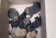 Anneleri ölen 7 yavru köpek koruma altına alındı