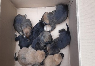 Anneleri ölen 7 yavru köpek koruma altına alındı