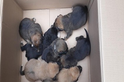 Anneleri ölen 7 yavru köpek koruma altına alındı