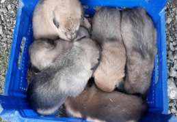 Anneleri telef edilen 6 yavru köpeğe sahip çıktı 