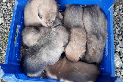 Anneleri telef edilen 6 yavru köpeğe sahip çıktı 
