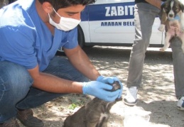 Annelerinin terk ettiği kedi ve köpek yavrularına belediye sahip çıktı
