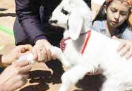 Annesinin bakmadığı kuzuyu sahiplendiler