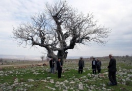 Antep fıstığı ağaçları ''anıt ağaç'' olacak