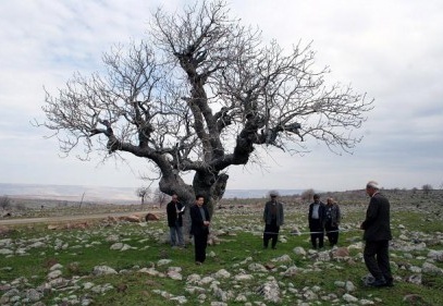 Antep fıstığı ağaçları ''anıt ağaç'' olacak