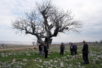 Antep fıstığı ağaçları &#039;&#039;anıt ağaç&#039;&#039; olacak