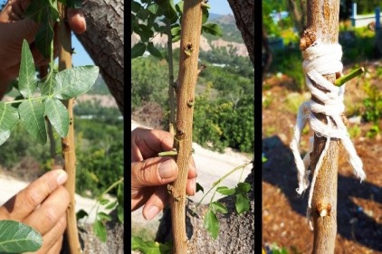 Antep fıstığı artık Eskişehir&#039;de de yetişiyor 