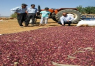 Antep fıstığı hasadı yapan üreticileri bahçelerinde ziyaret etti