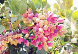 Antep Fıstığı Lisanslı Depo, ürünün değerine değer katıyor