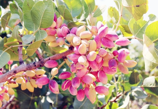 Antep Fıstığı Lisanslı Depo, ürünün değerine değer katıyor