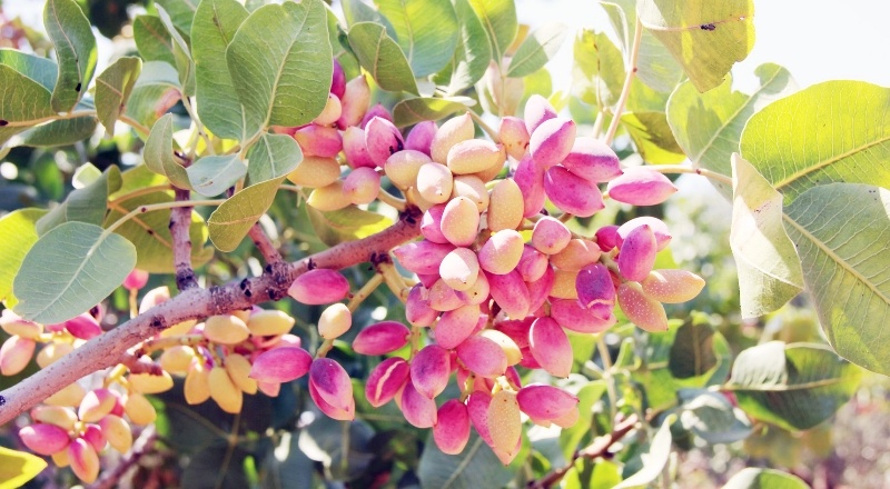 Antep Fıstığı Lisanslı Depo, ürünün değerine değer katıyor