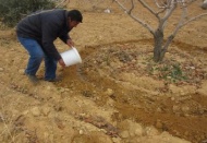 Antep fıstığı, özel gübresiyle daha verimli oluyor 