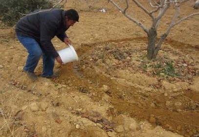 Antep fıstığı, özel gübresiyle daha verimli oluyor 