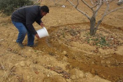 Antep fıstığı, özel gübresiyle daha verimli oluyor 