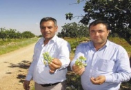 Antep fıstığı üreticileri devletten destek istiyor