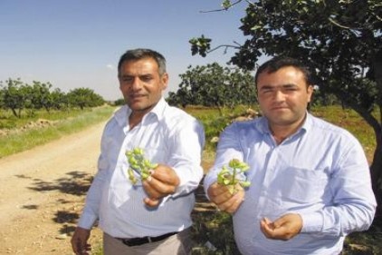 Antep fıstığı üreticileri devletten destek istiyor