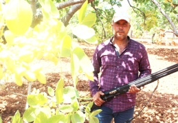 Antep fıstığı üreticileri silahla nöbet tutuyor