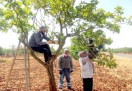 Antep fıstığında bakım ve budama zamanı 