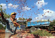 Antep fıstığında düşük rekolte yüksek fiyat 