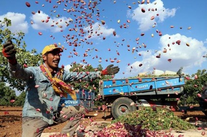 Antep fıstığında düşük rekolte yüksek fiyat 