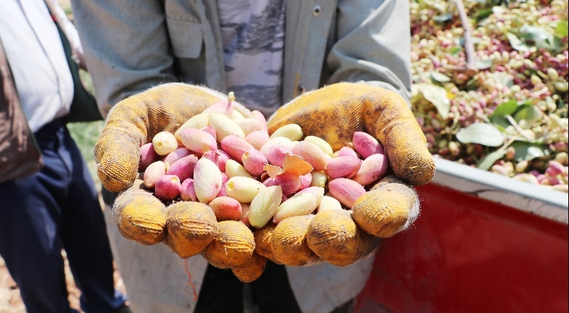 “Antep fıstığında taban fiyat belirlemeyi düşünüyor musunuz?”
