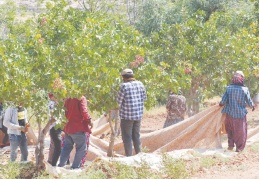 “Antep fıstığında taban fiyat belirlemeyi düşünüyor musunuz?”