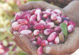 “Antep fıstığını gelecek nesillere ulaştırmaya devam edeceğiz”