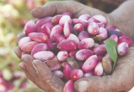 “Antep fıstığını gelecek nesillere ulaştırmaya devam edeceğiz”