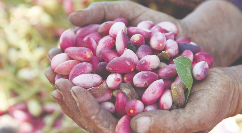 “Antep fıstığını gelecek nesillere ulaştırmaya devam edeceğiz”