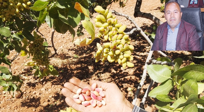 Antep fıstığının fiyatını belirleyen kişi sayısı iki elin parmağını geçmez