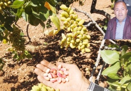 Antep fıstığının fiyatını belirleyen kişi sayısı iki elin parmağını geçmez