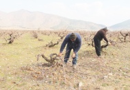 Antep karası üzümünde budama mesaisi başladı
