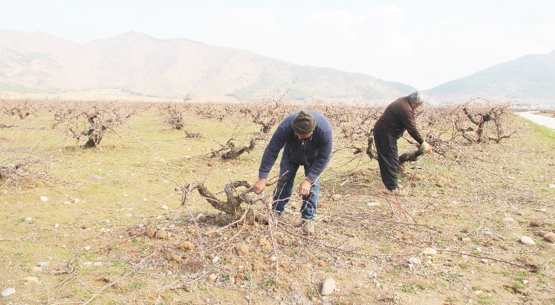 Antep karası üzümünde budama mesaisi başladı