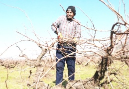 Antep karasında budama başladı