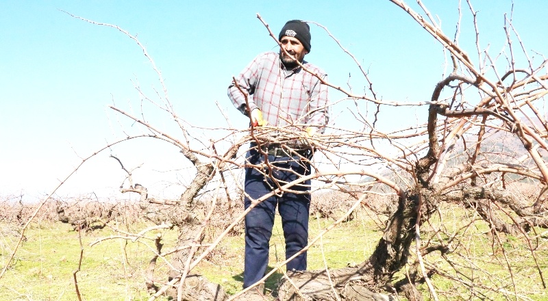 Antep karasında budama başladı
