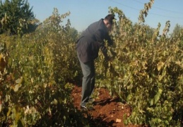 “Antep karası”nı ihraç bile ediyoruz