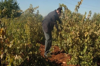 &#8220;Antep karası&#8221;nı ihraç bile ediyoruz