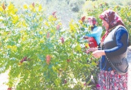 ‘Antep Sumağı’ Gaziantep adına tescillendi